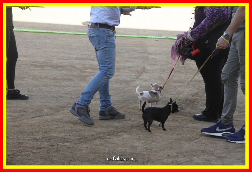 180311 mostra_canina 013.jpg